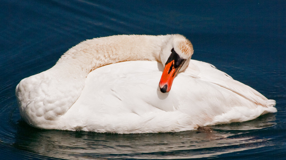 Der müde Schwan