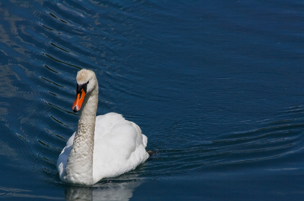 Der müde Schwan putzmunter..