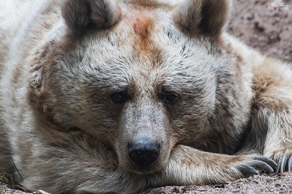 Der müde Teddybär