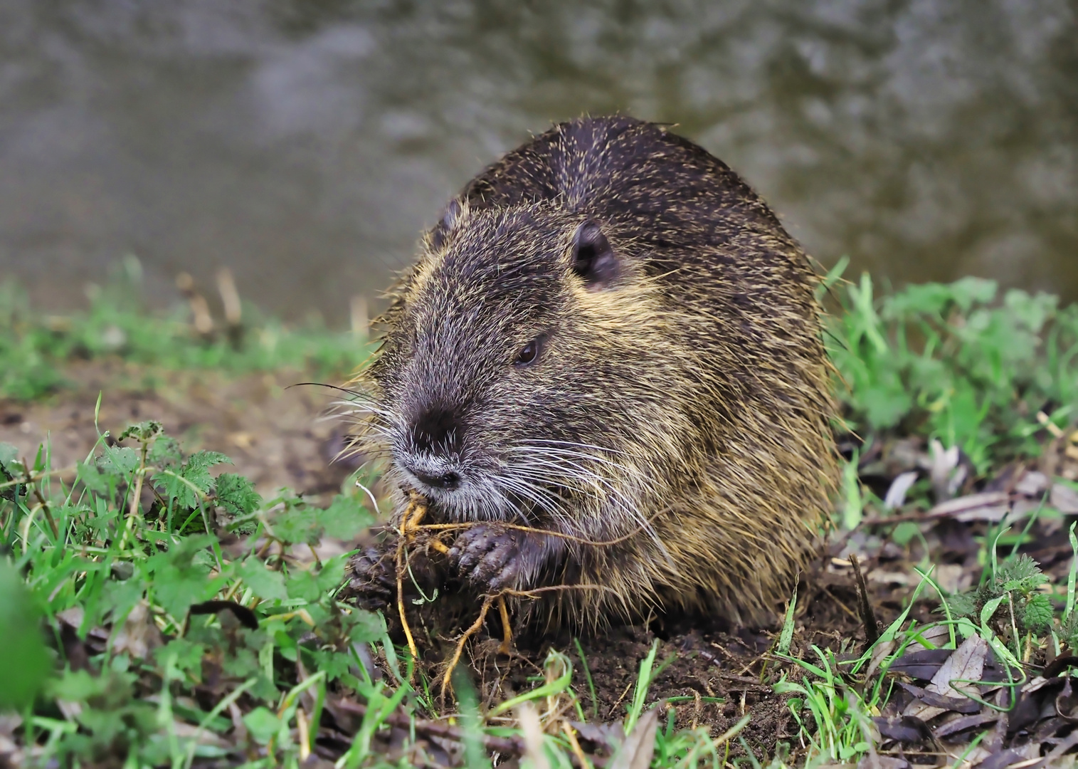 Der Mühe Lohn