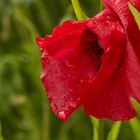 Der Mühe Lohn Tropfen mit Mohn