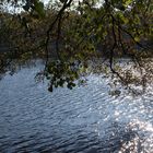 Der Mühlenteich im Glitzer