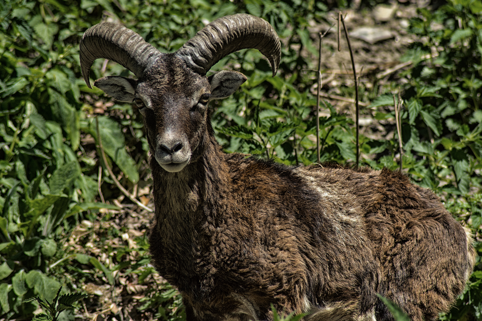 Der Mufflon