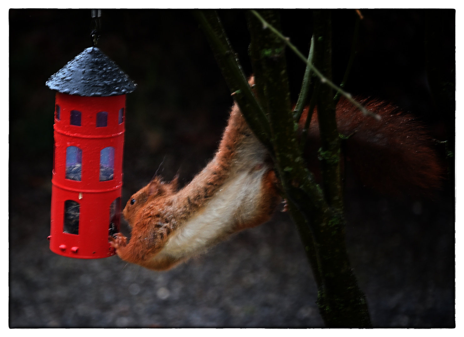 Der Mundräuber ... Le voleur de graines pour les oiseaux ...