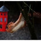 Der Mundräuber ... Le voleur de graines pour les oiseaux ...