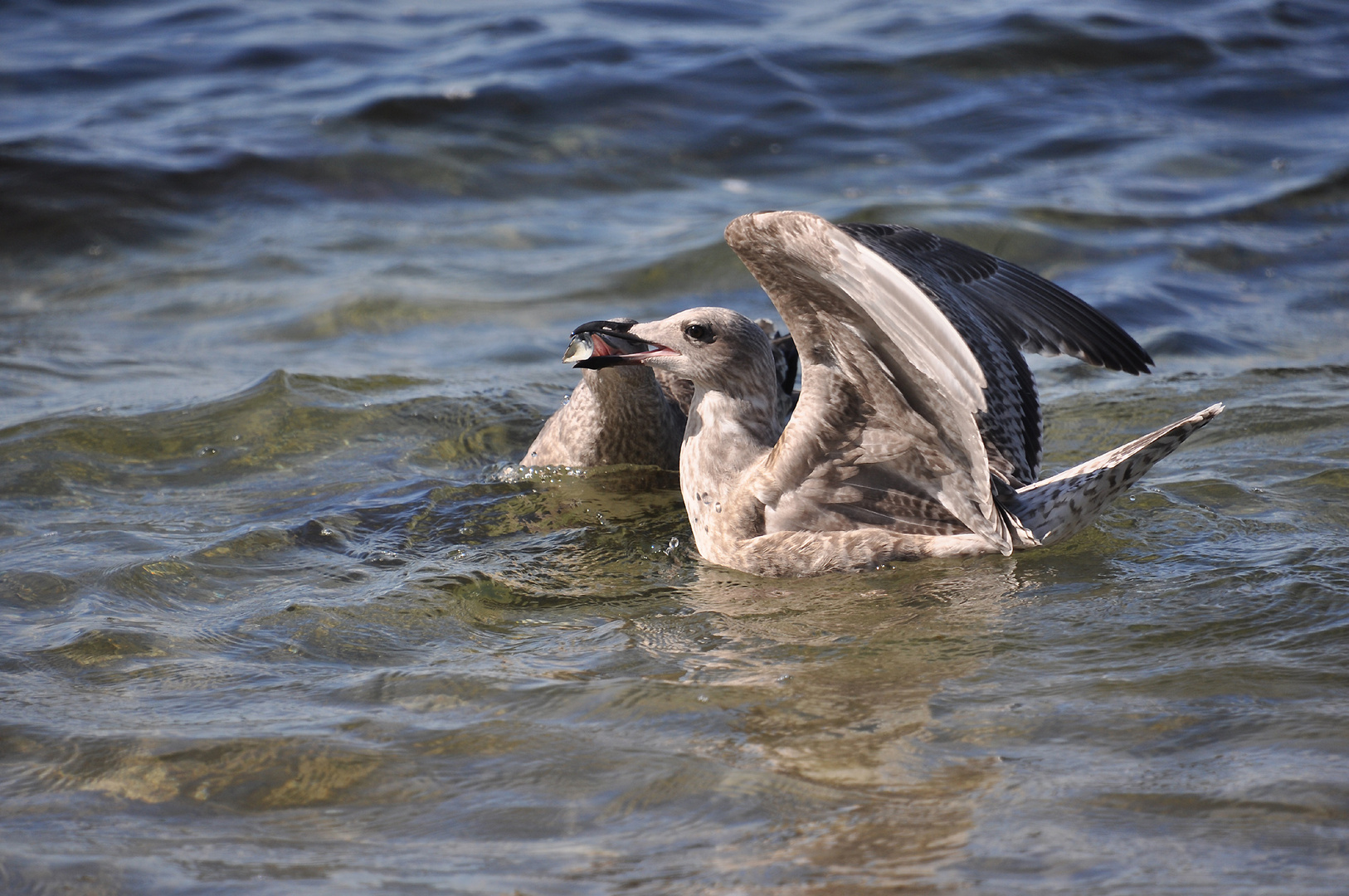 Der Muschelstreit #2