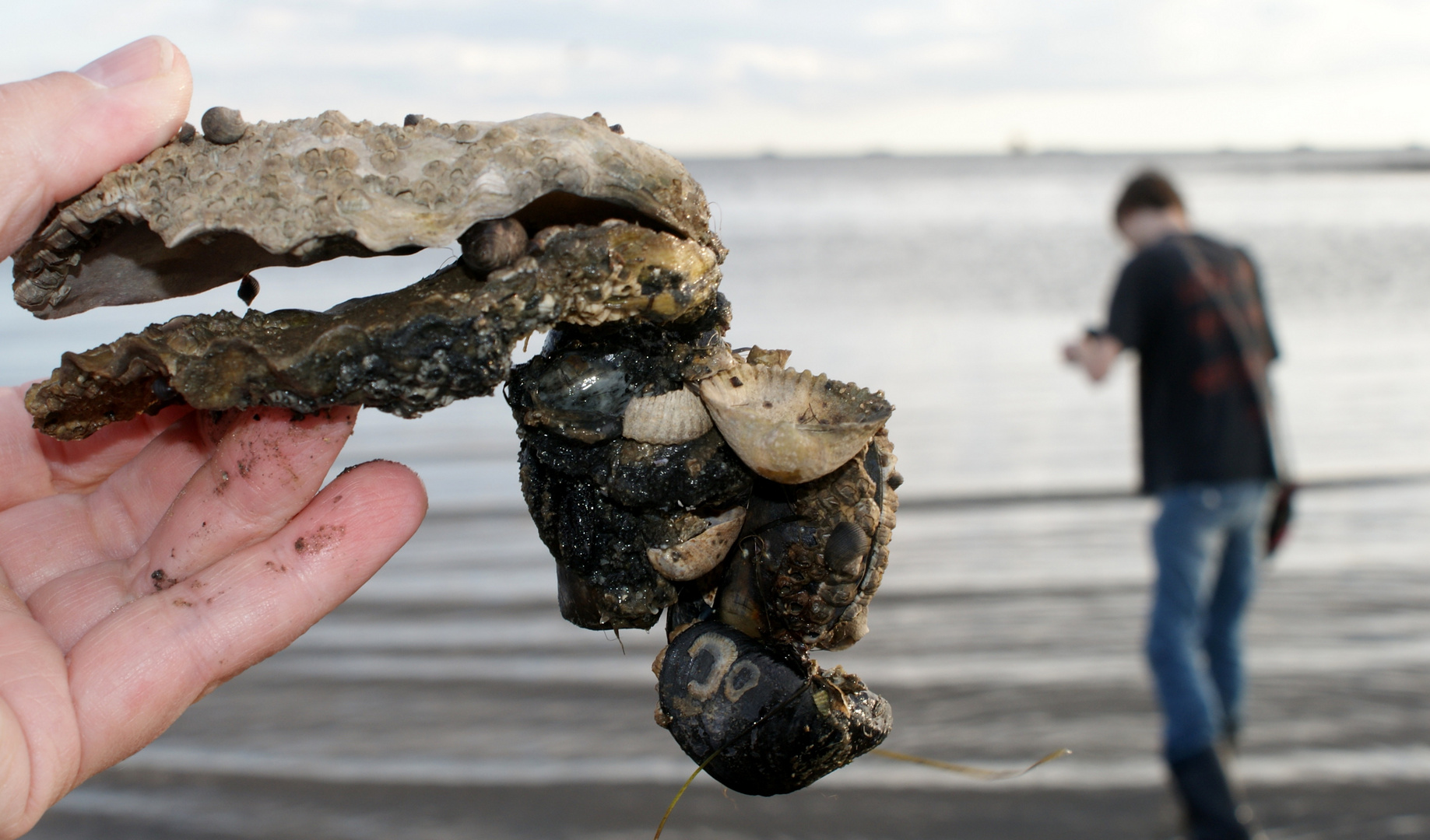 Der Muschelsucher