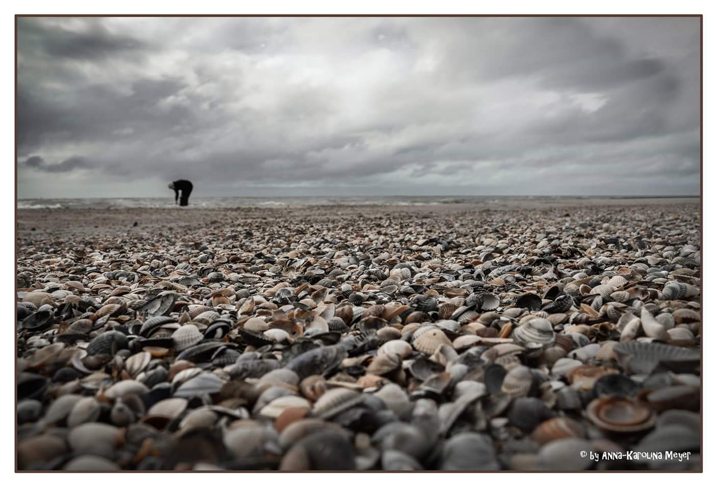 Der Muschelsucher...