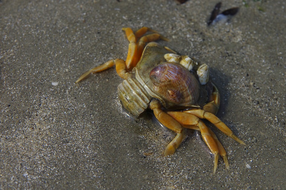 Der Muschelträger