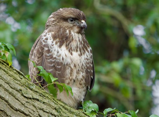 Der muss richtigen Appetit gehabt haben.......