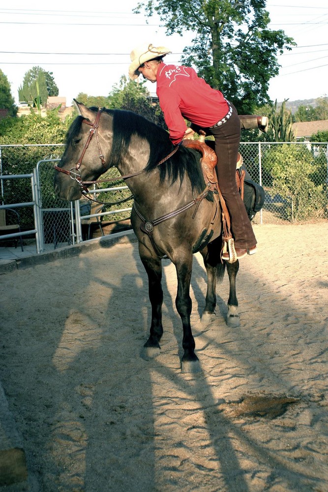 Der MUSTANG-HENGST