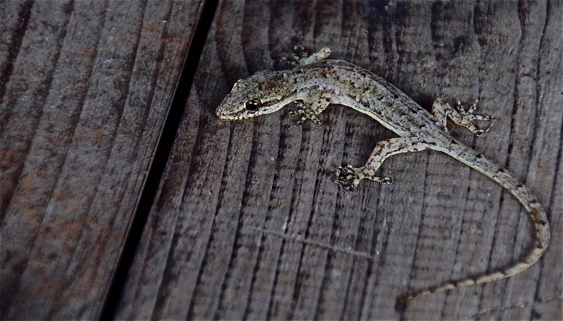 der mutige gecko quasi off road am boden und nicht im gewohnten terrain, nämlich an der wand ...:-)