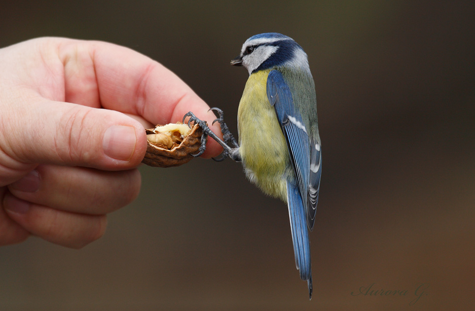 Der mutige Vogel...