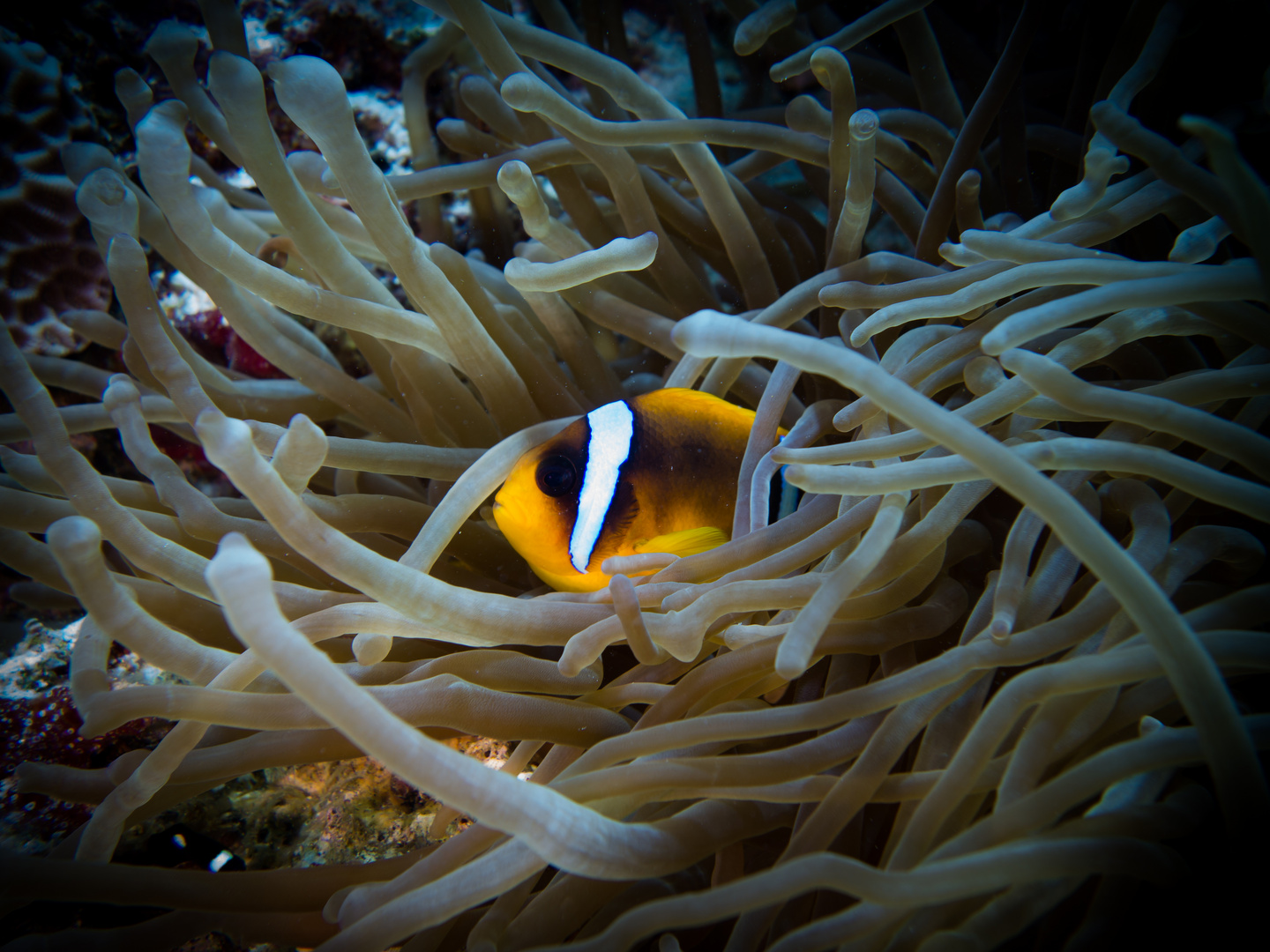 Der mutigste Fisch im Roten Meer