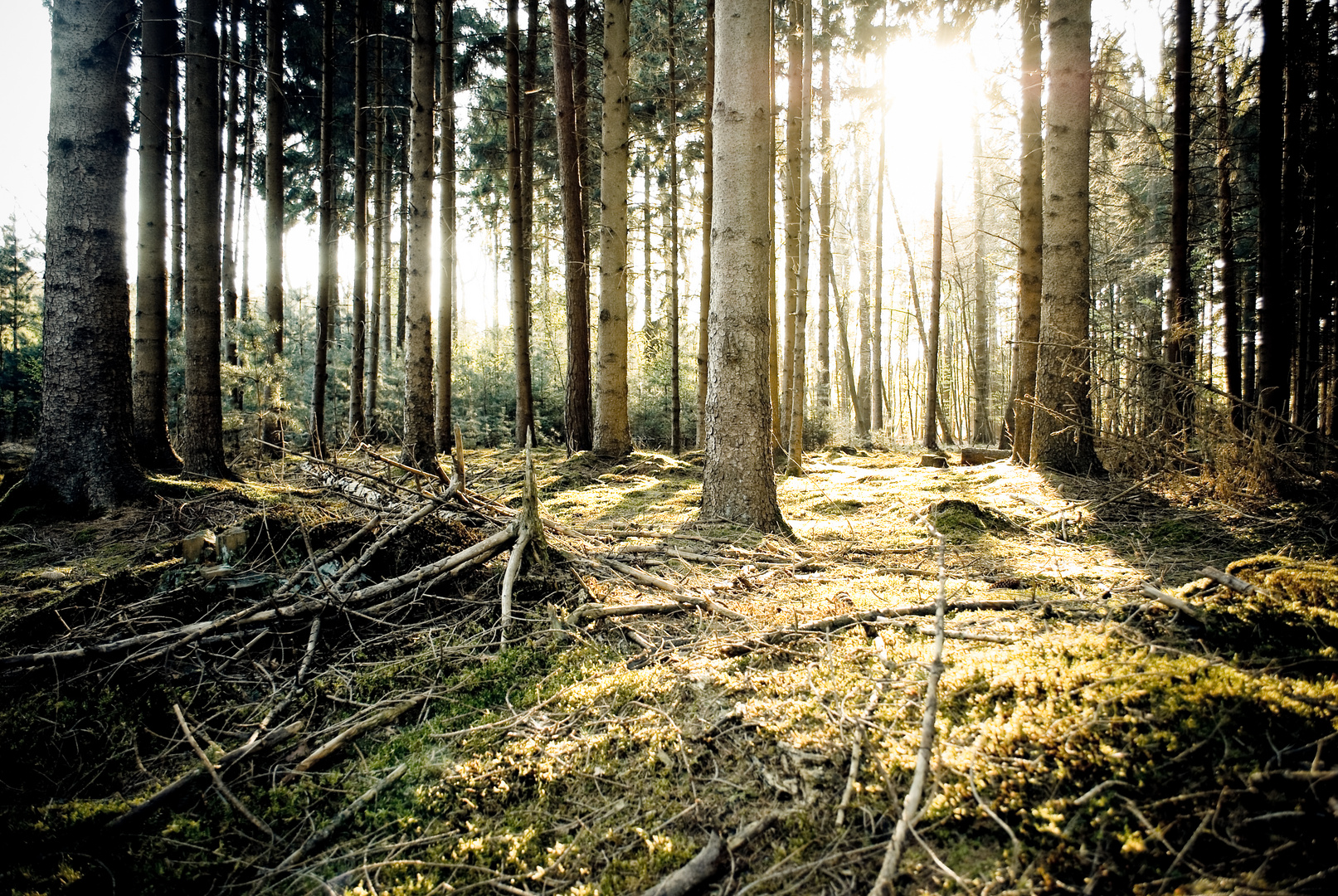 Der mysteriöse Wald