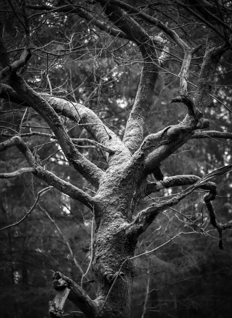 Der mystische Baum - Spidertree