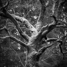 Der mystische Baum - Spidertree