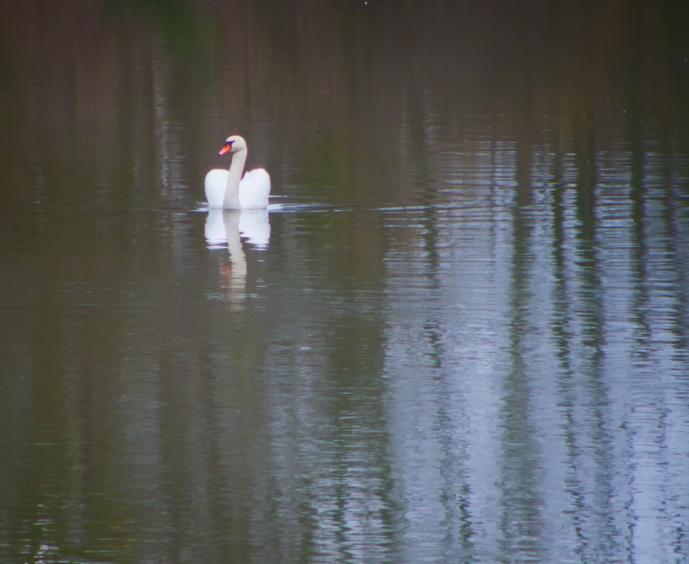 Der mystische Schwan