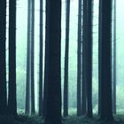 Der mystische Wald (2)