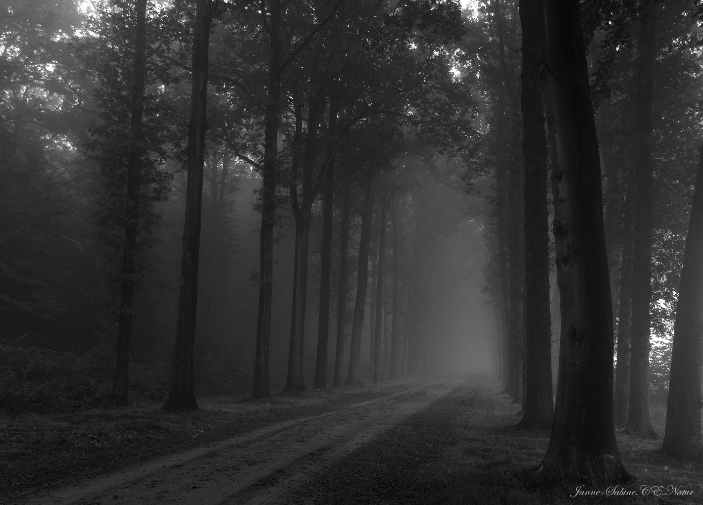 Der mystische Waldweg 