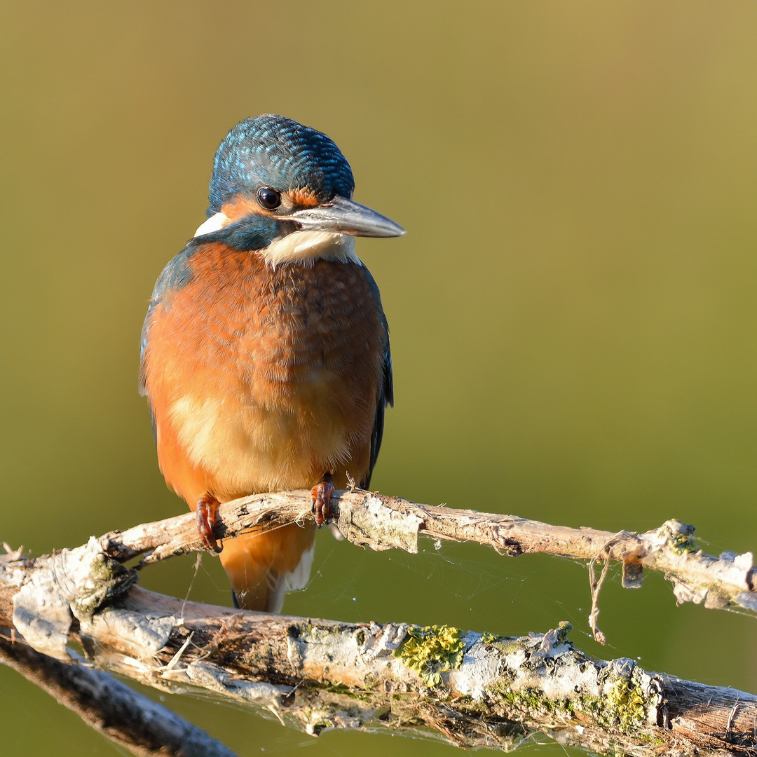 Der Mythos "Eisvogel"