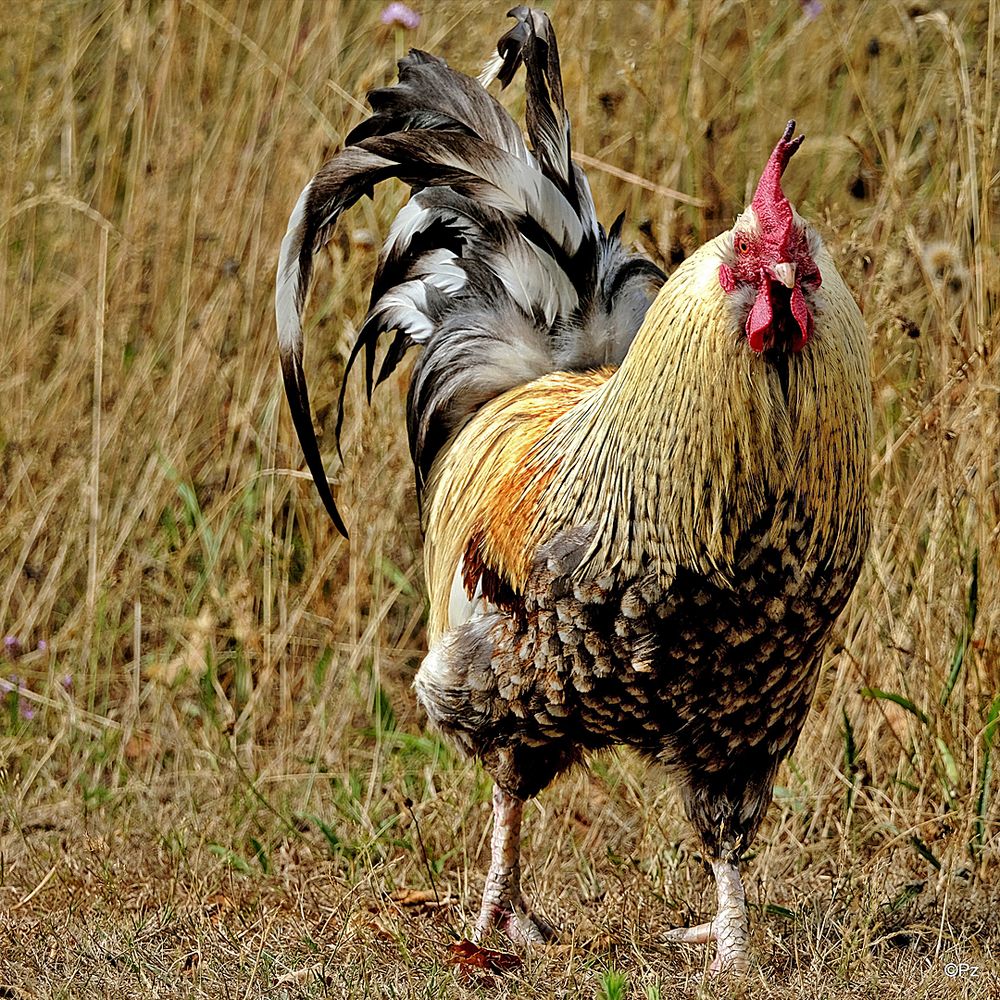 Der NABU-Hahn Foto & Bild | sommer, natur, hahn Bilder auf