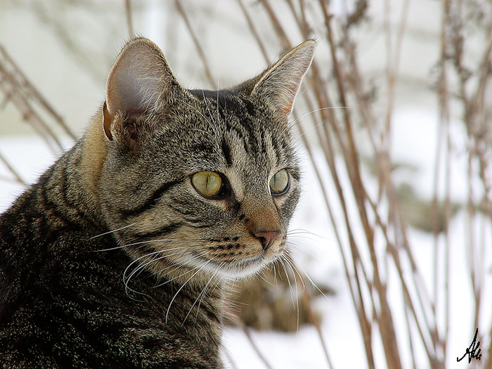 der "Nachbar" im Schnee...