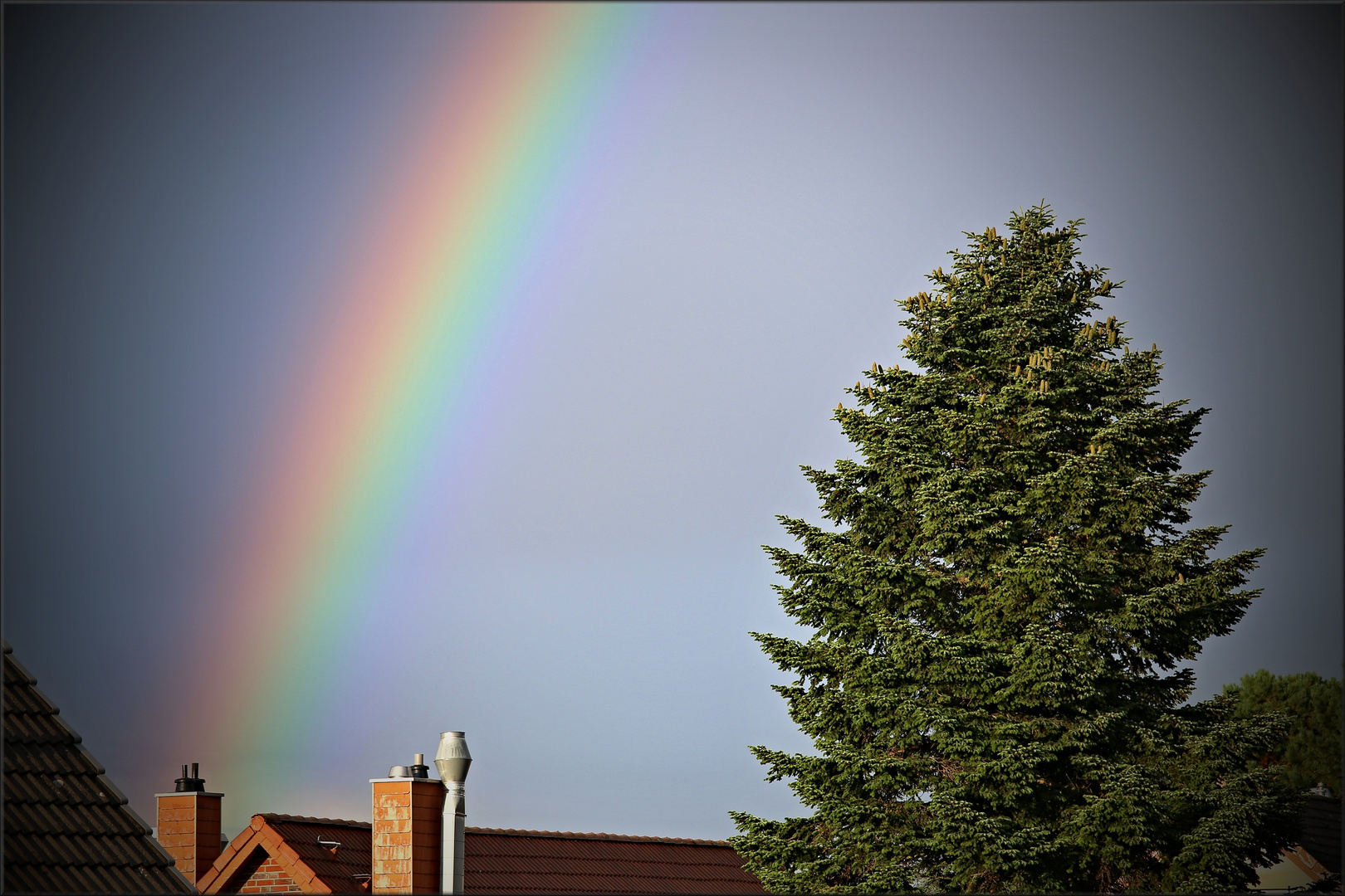 Der Nachbar, sein Baum und sein Regenbogen