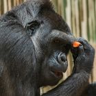 Der nachdenkliche Gorilla
