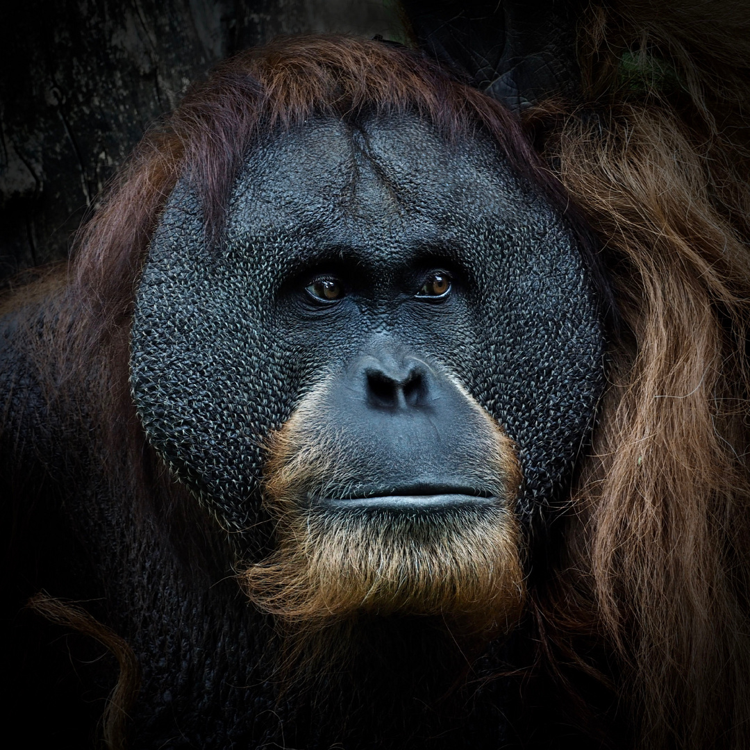 ...der nachdenkliche Orang-Utan...