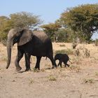 Der Nachläufer.  Der kleine Elefant hat Mühe mitzukommen.