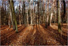 Der Nachmittag der langen Schatten