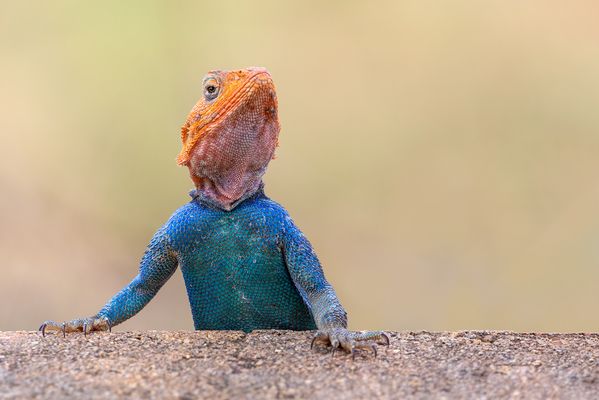 Der Nachrichtensprecher 