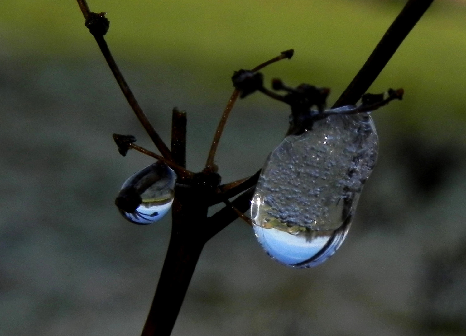 Der Nachtfrost gibt sich geschlagen