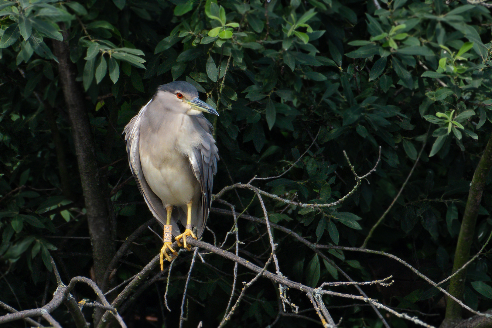 Der Nachtreiher (Nycticorax nycticorax) ....