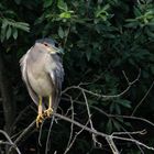 Der Nachtreiher (Nycticorax nycticorax) ....