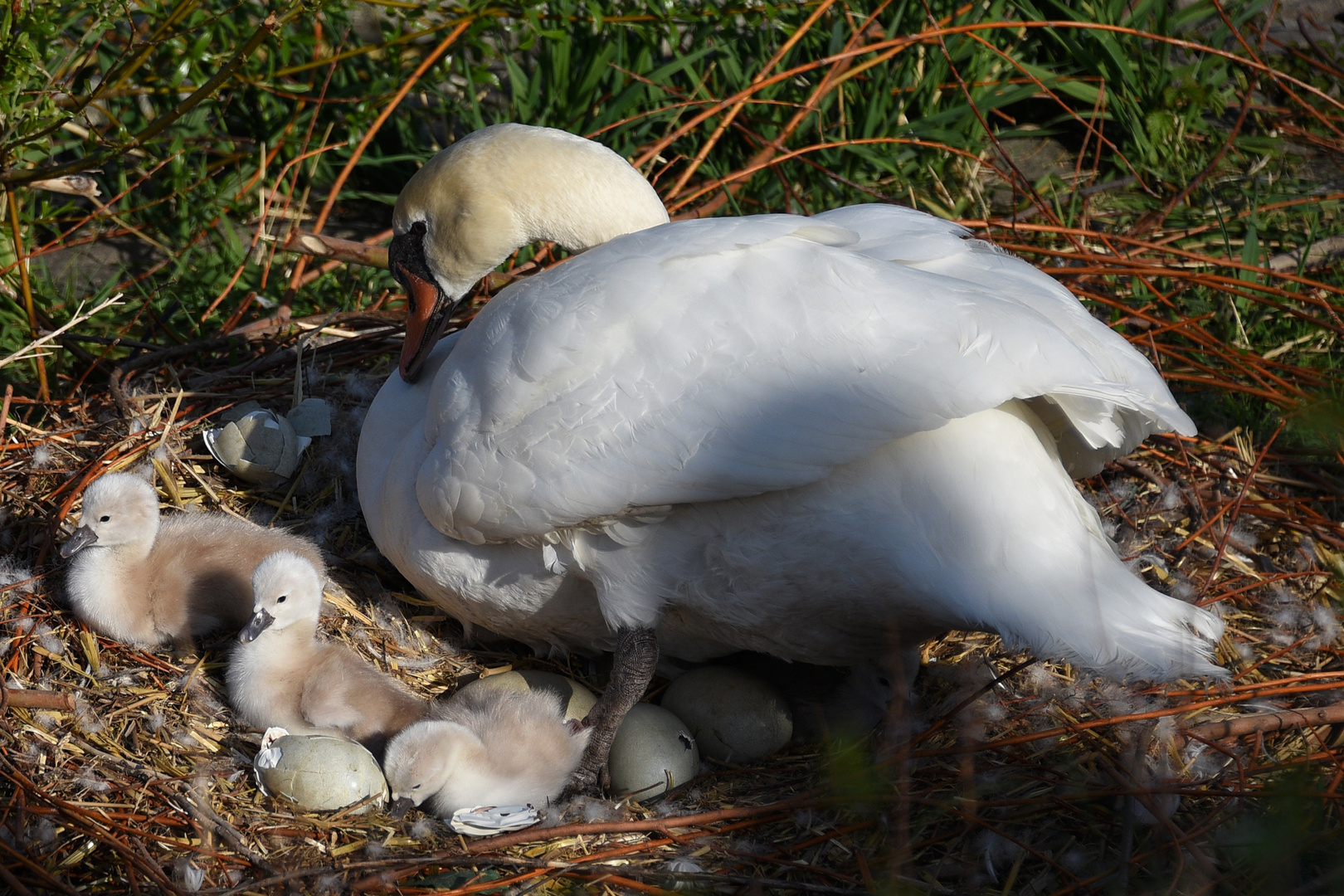  der Nachwuchs bei der Schwanenfamilie ist da !