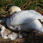  der Nachwuchs bei der Schwanenfamilie ist da !