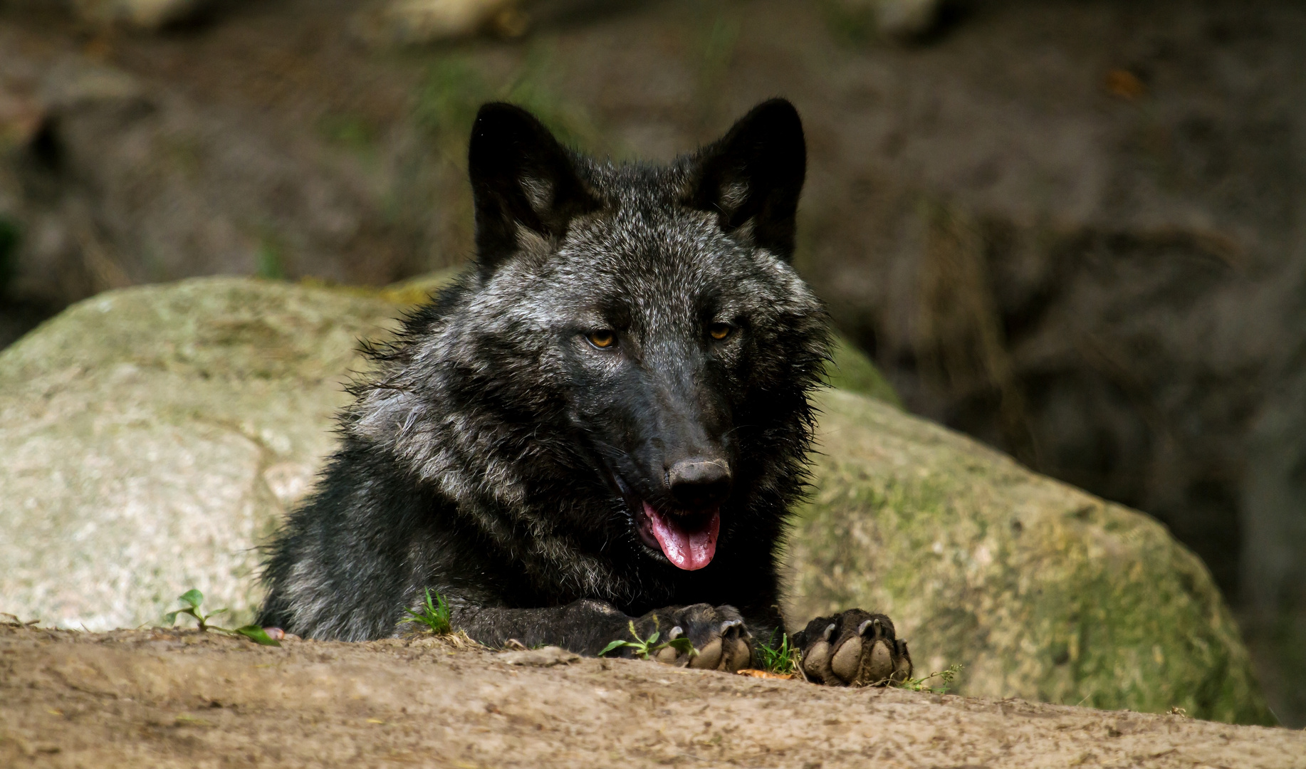 der nachwuchs (einer von dreien).....der timberwölfe im wildpark lüneburger heide