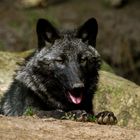 der nachwuchs (einer von dreien).....der timberwölfe im wildpark lüneburger heide