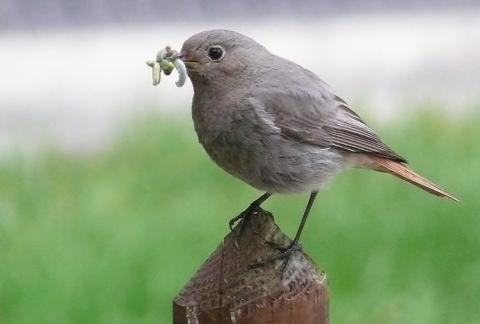 Der Nachwuchs hat Hunger ...