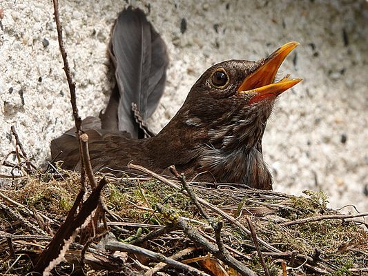 der Nachwuchs ist in Arbeit