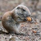 Der Nachwuchs lässt es sich schmecken