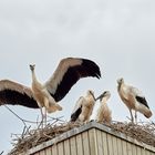 Der Nachwuchs wird flügge 2023 07 03