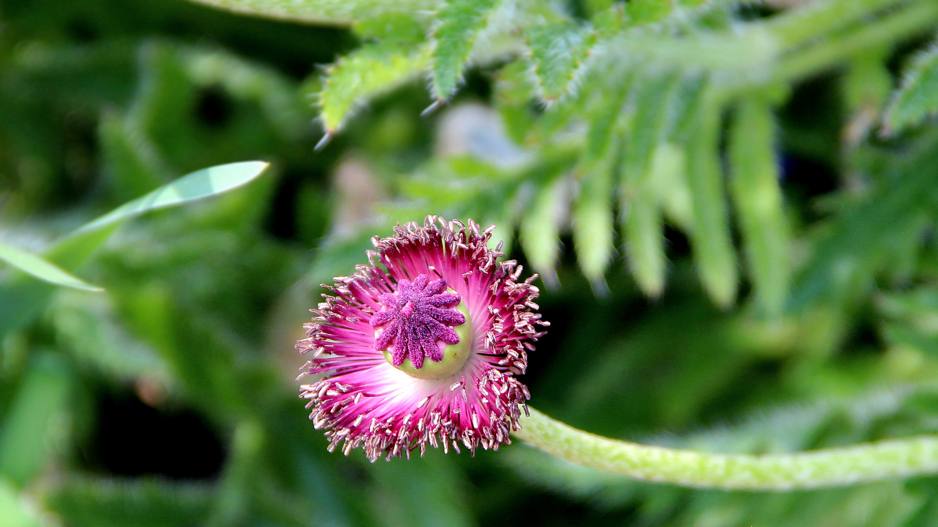 der nackte Mohn