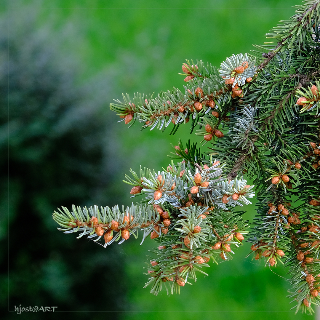 der Nadelbaum blüht ...