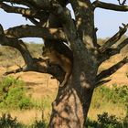 Der nächste Baum-Löwe