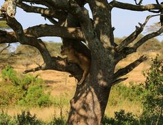 Der nächste Baum-Löwe