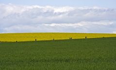 Der nächste Frühling....