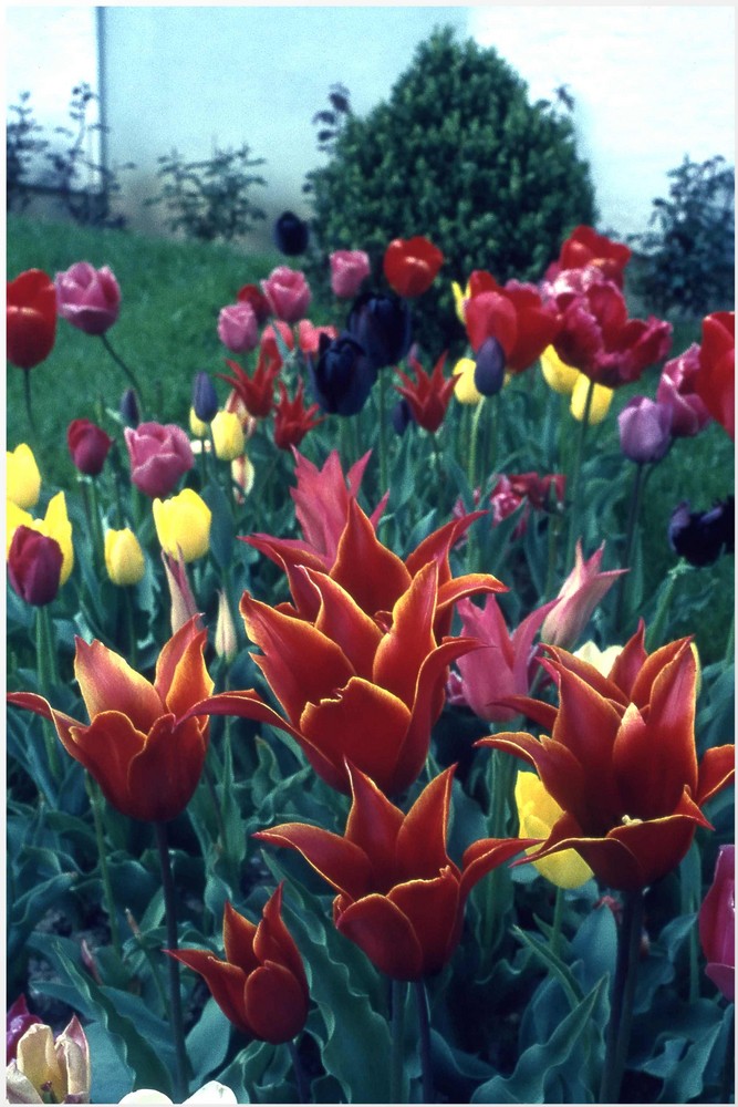 Der nächste Frühling kommt bestimmt!